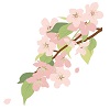 青森県　桜開花状況　葉桜