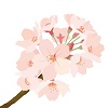 青森県　桜開花状況　満開
