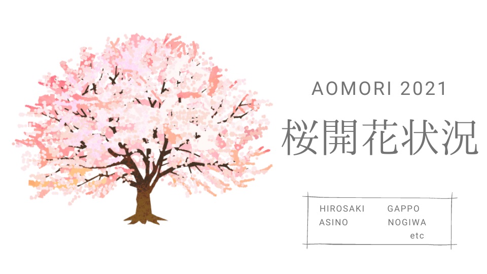 青森の桜　桜まつり　開花状況2021